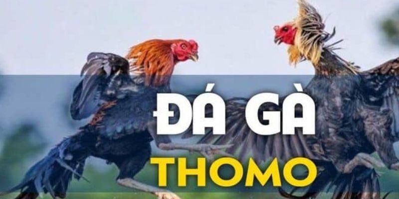 Sân chơi đá gà trực tuyến Thomo uy tín nhất hiện nay